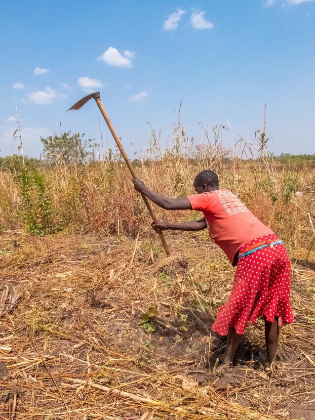 A Ugandan woman in a red shirt and red skirt uses a hoe in her field