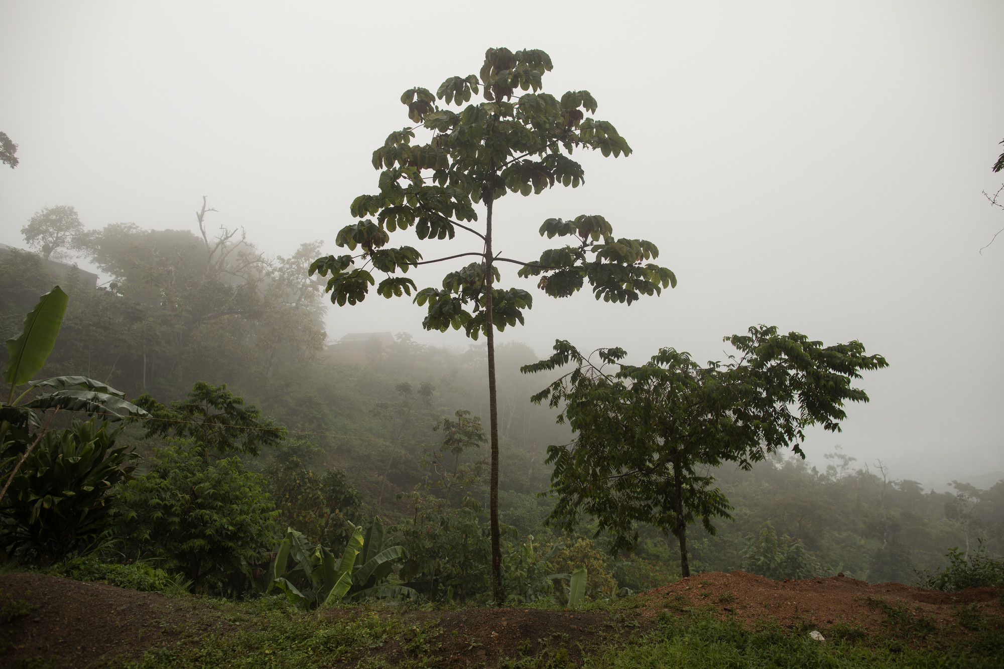 A tall tree on a foggy day in Colombia