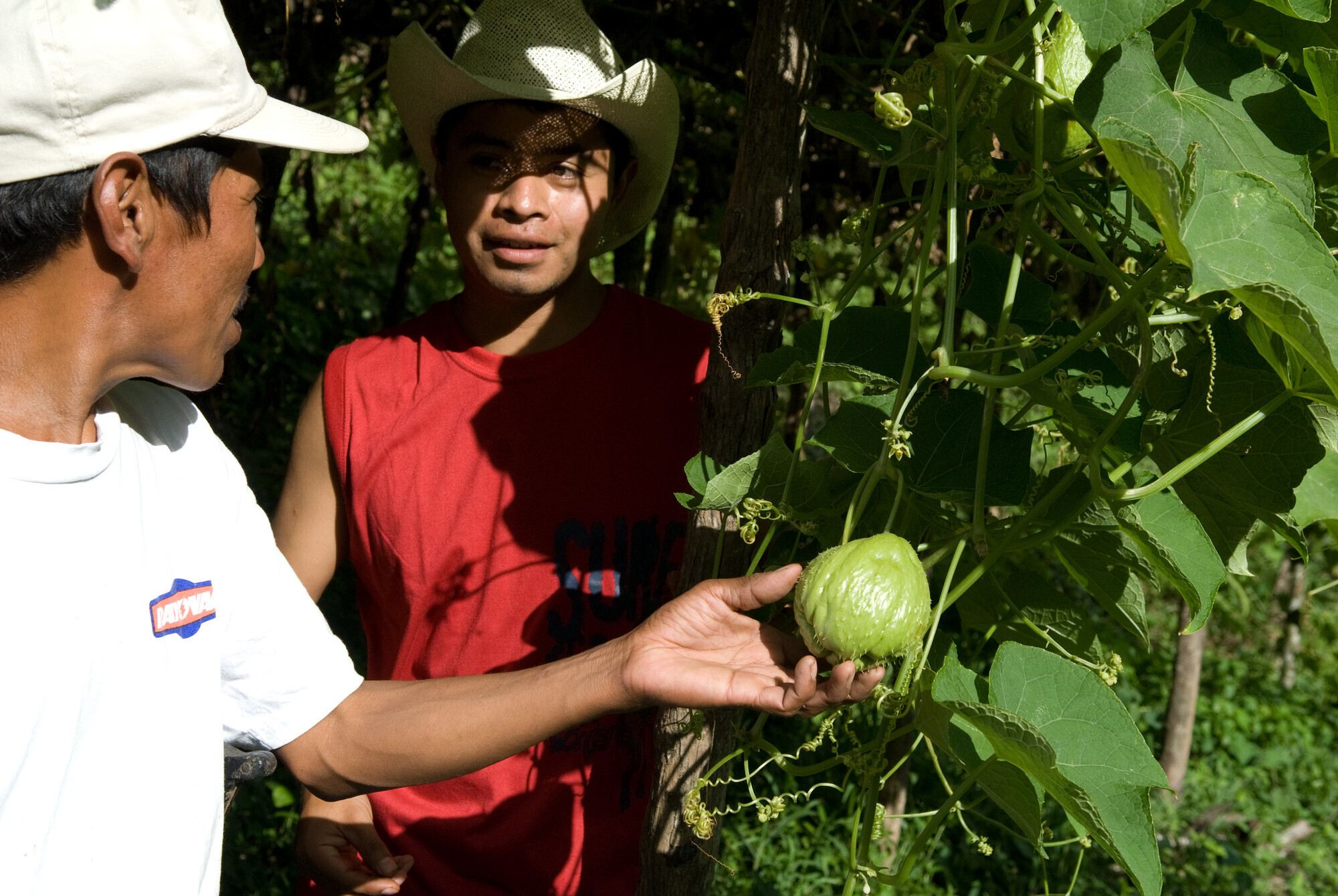 Two Guatemalan men examine a squash plant