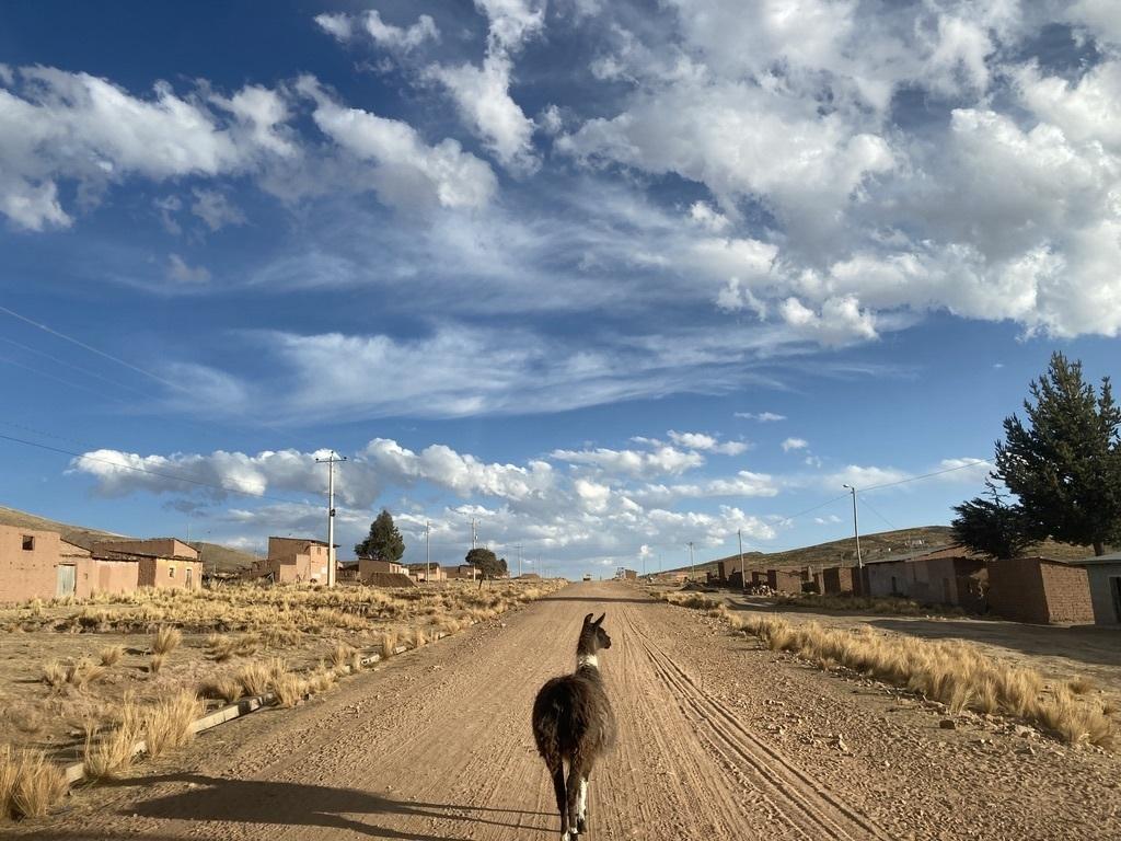 A llama walks down the middle of a dirt road in Bolivia