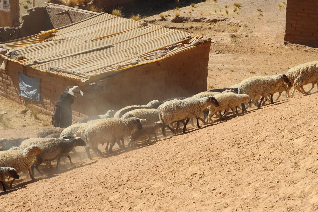 A person heards sheep up a hill in Bolivia