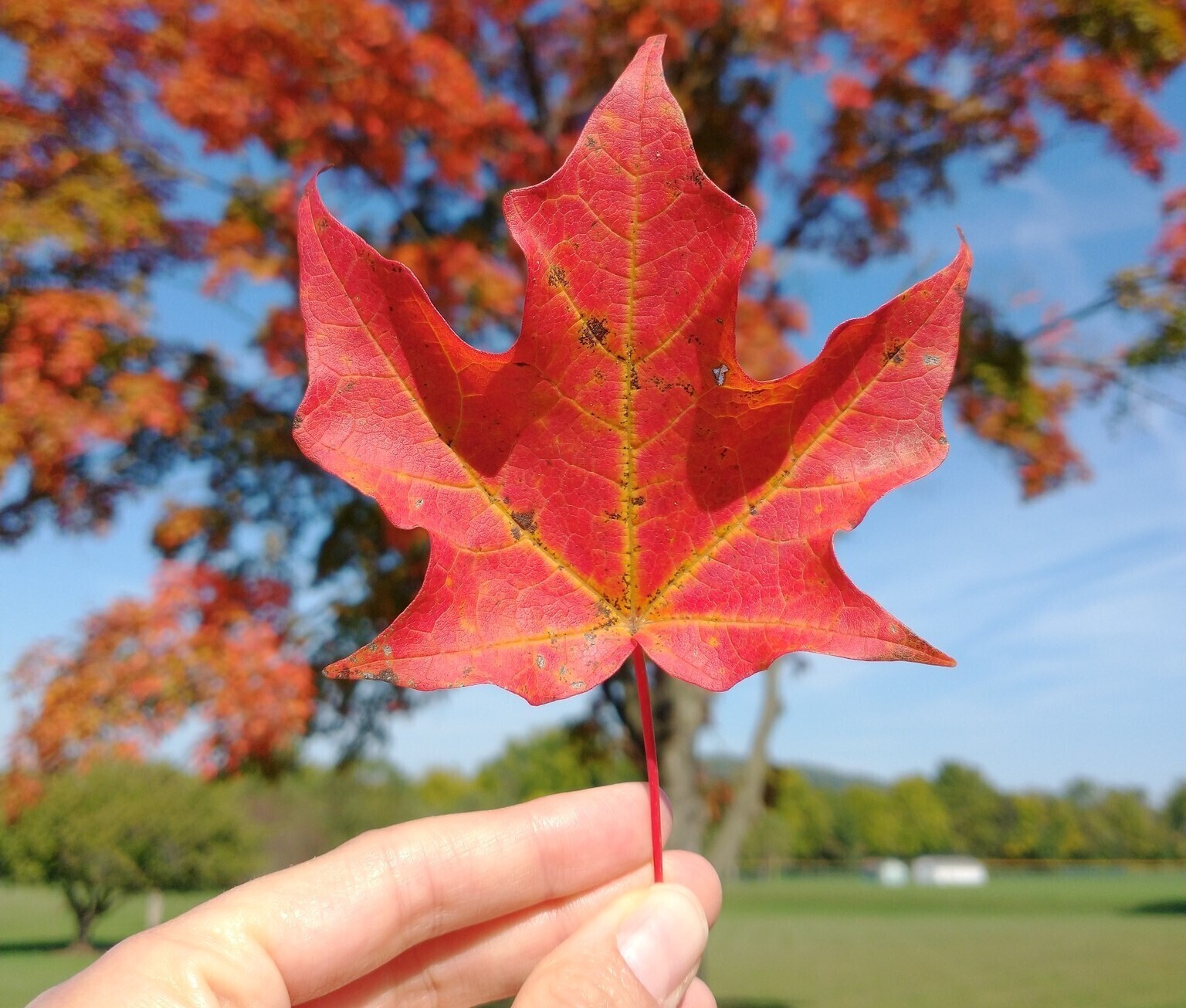 A hand holding a maple leaf