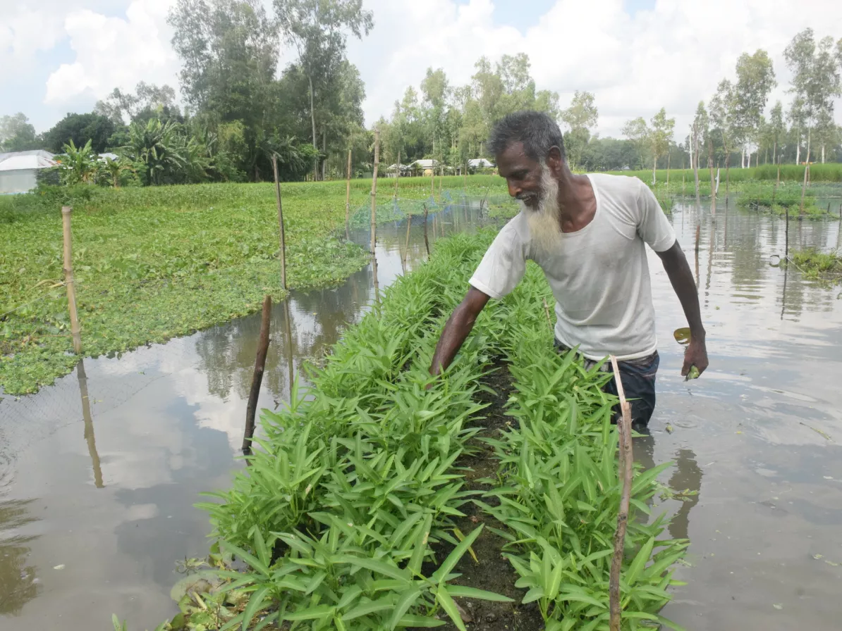 A Bangladeshi man stands in knee-deep water and checks on his floating garden