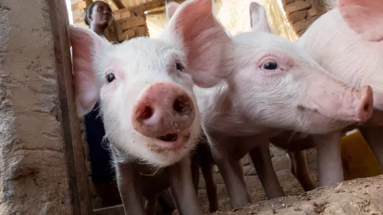 Piglets on a farm in Uganda