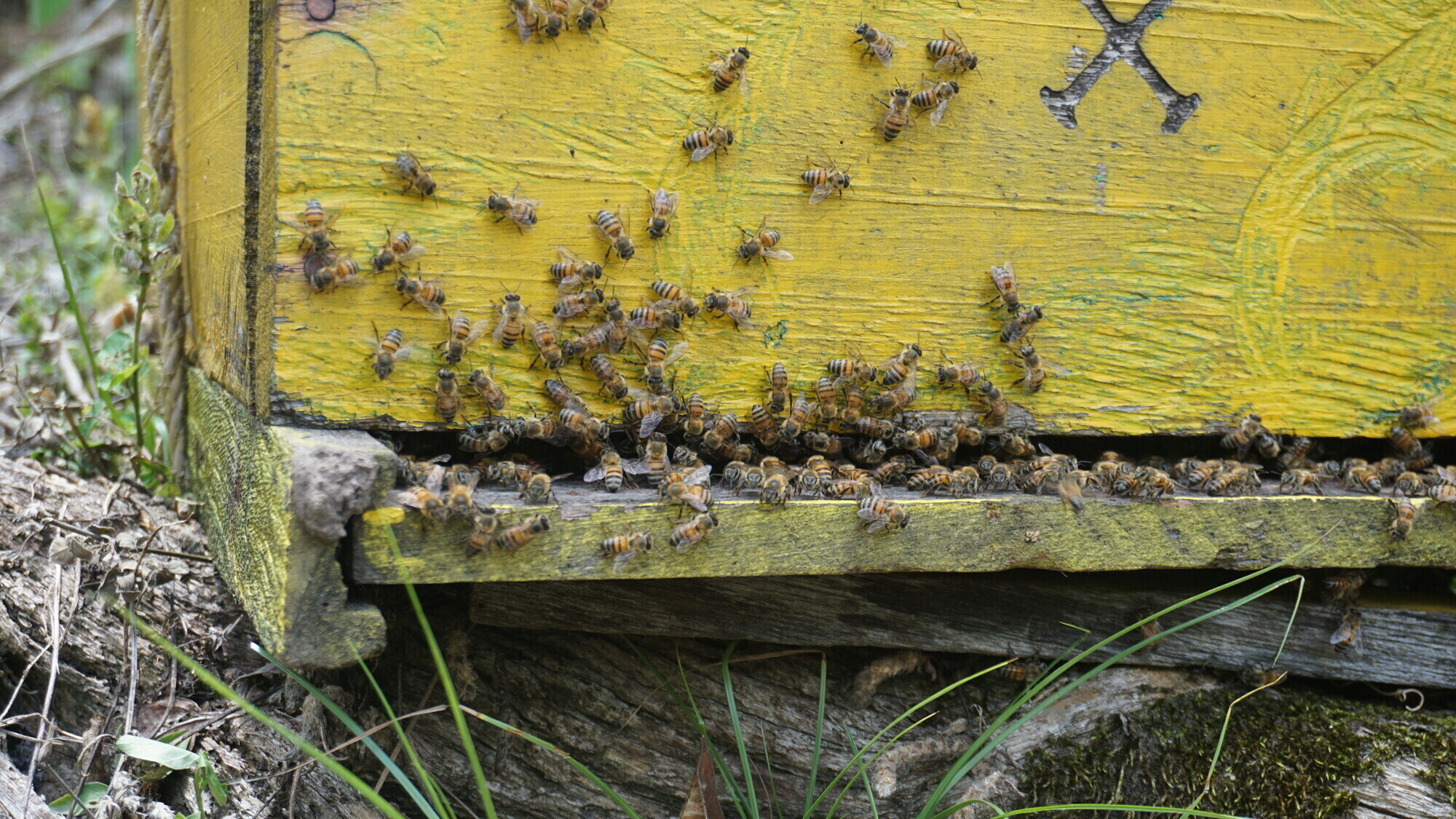 Bees coming out of their hive