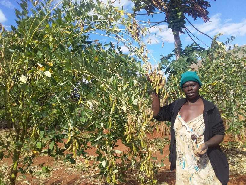 A Zimbabwean woman stands next to a tall plant in her field
