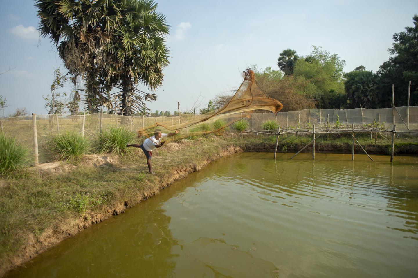A Cambodian man casts a net into a fish pond.