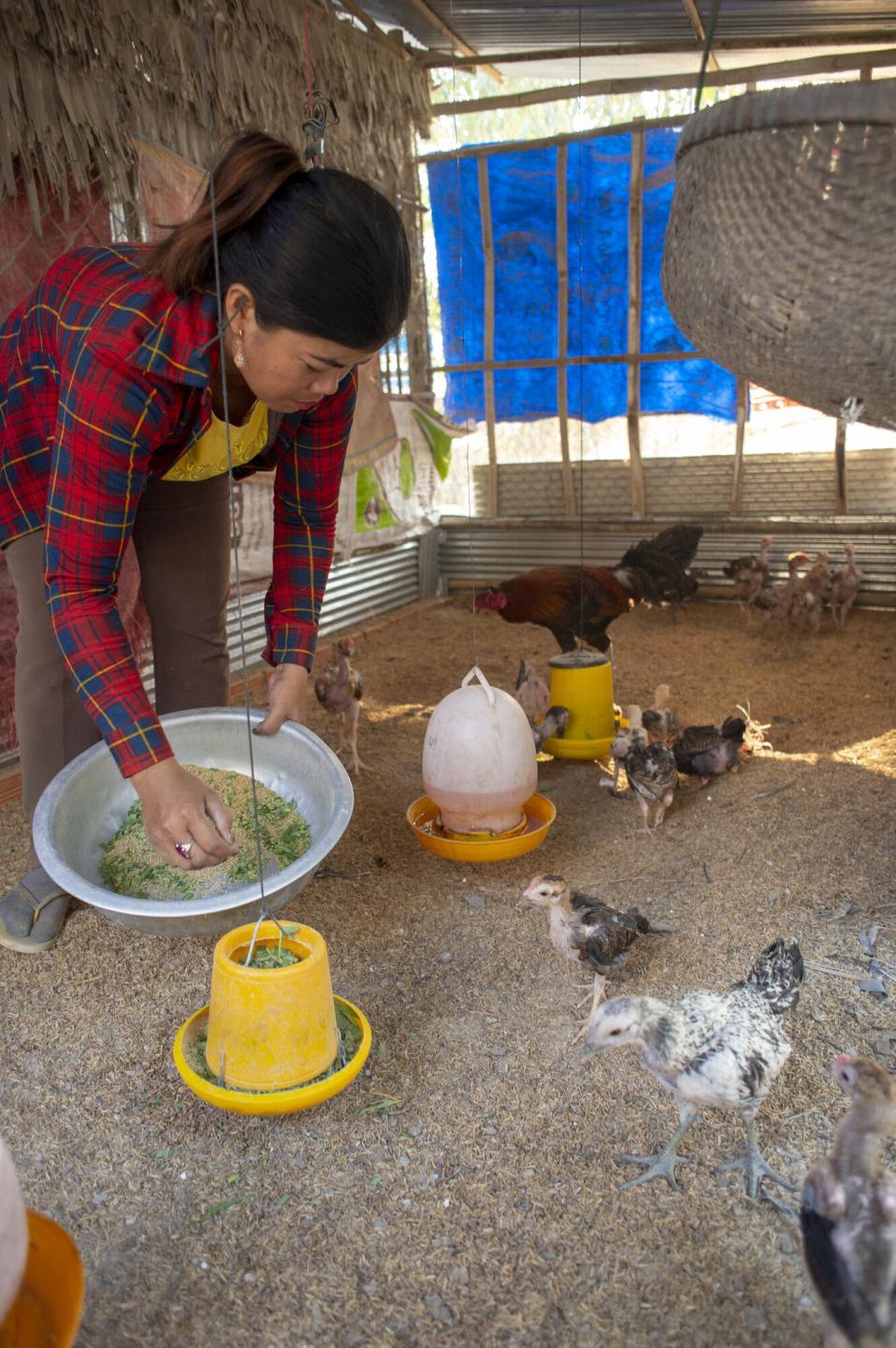 A Cambodian woman holds a bowl of chicken feed and fills the chicken feeders