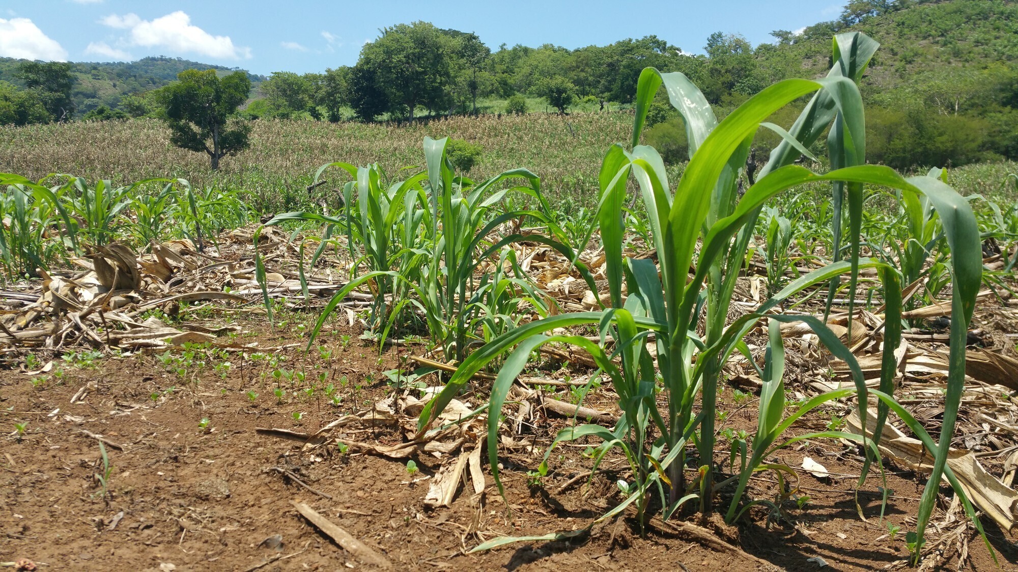 A field of corn and maicillo grow side-by-side in field