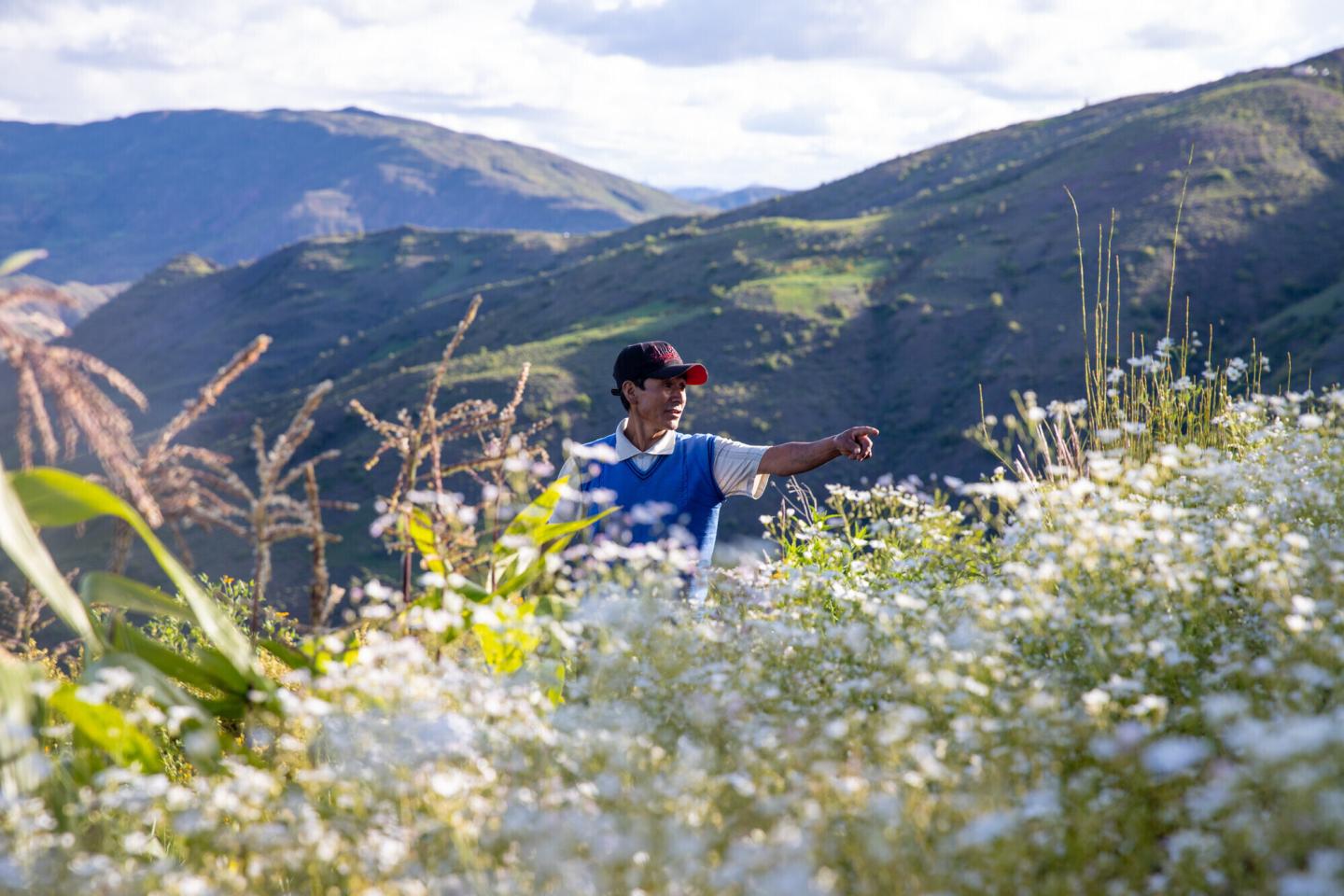 A Bolivian man in a blue sweater vest and a black baseball cap stands in a field. He is pointing to something out of sight on the right
