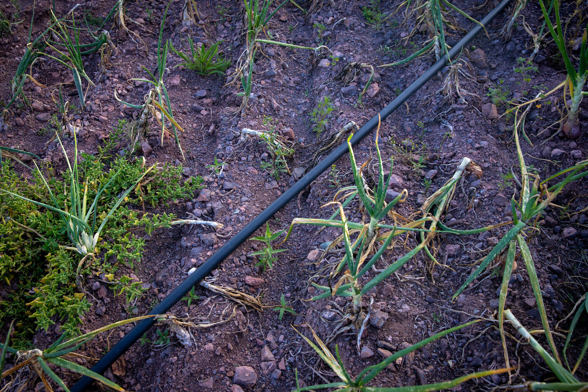 An irrigation system in a field