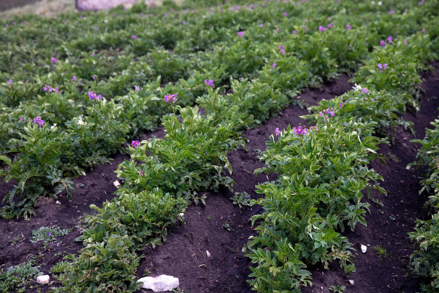 A field of potatoes. Some of the plants have purple flowers.