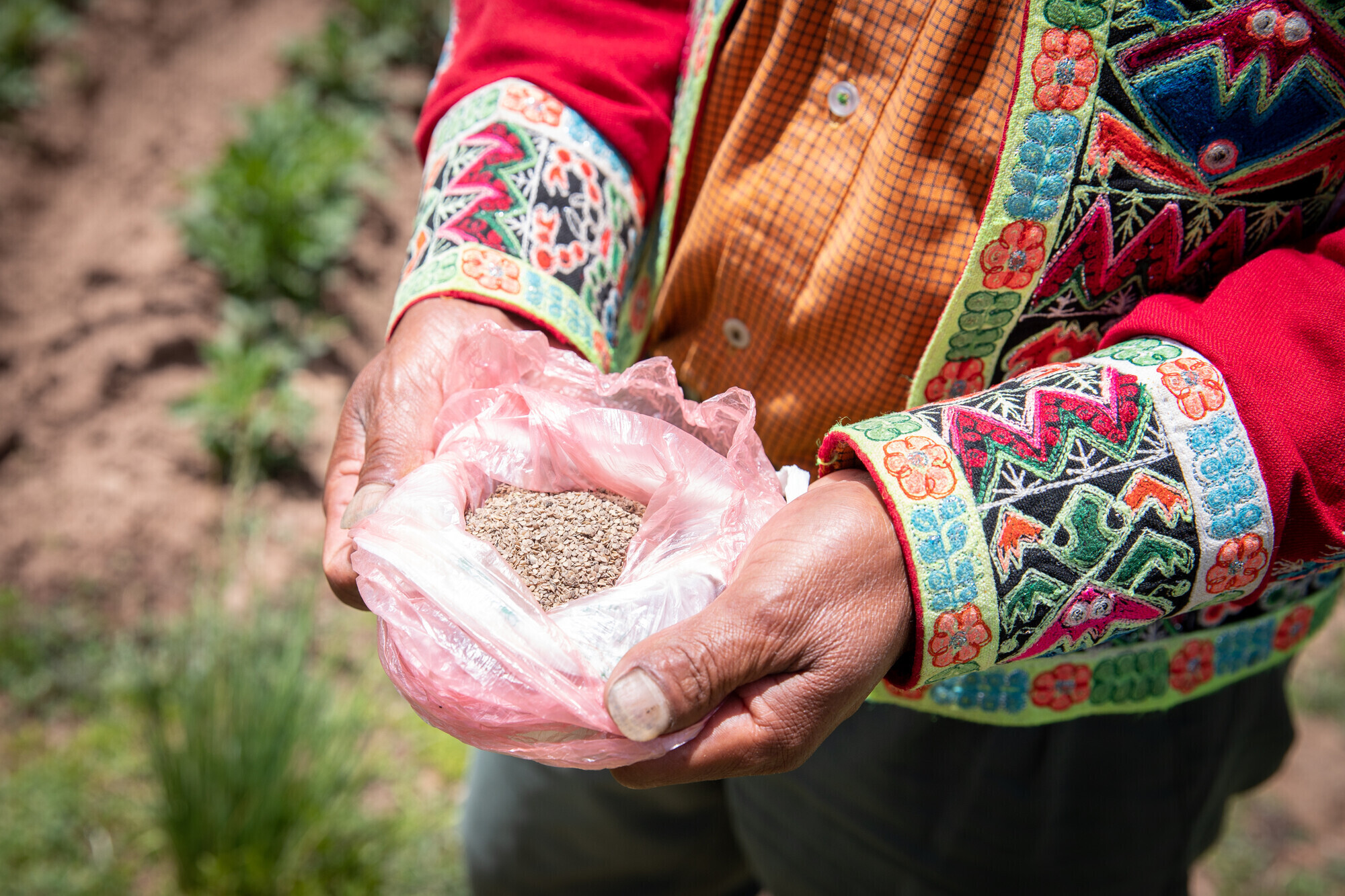 A person in a colorful red jacket holds a bag of potato seeds