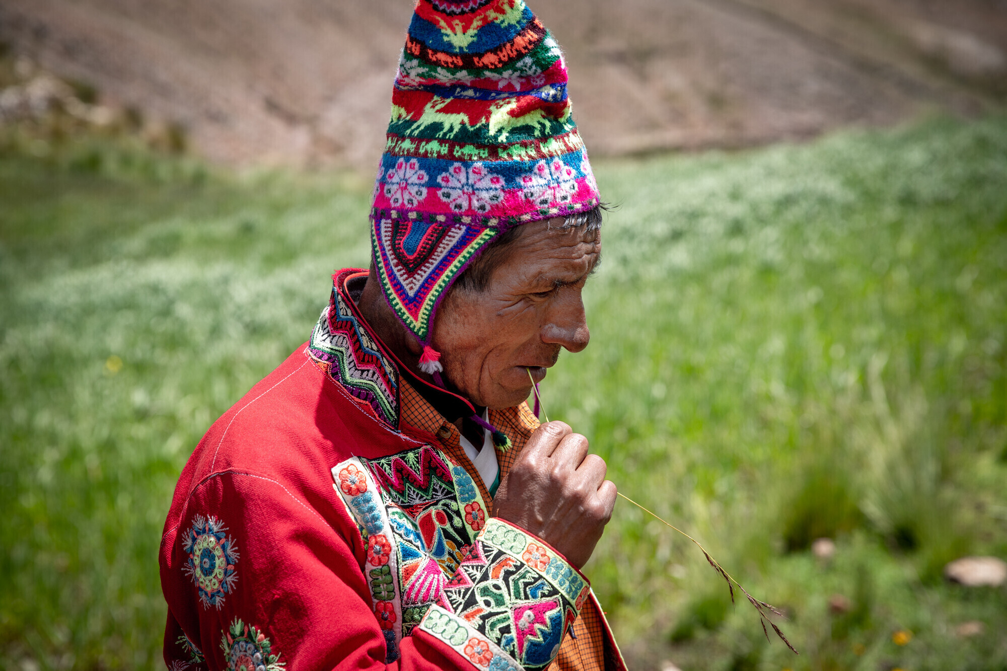 An Indigenous Bolivian man in a colorful, pointy hat and red embroidered jacket. He is chewing on a piece of long grass.