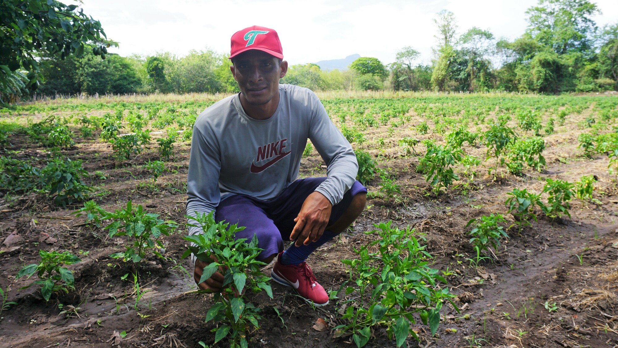 A Nicaraguan farmer in a red ball cap squats near a plant in his field