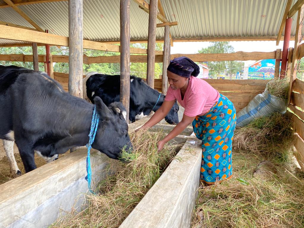 A woman feeding a cow