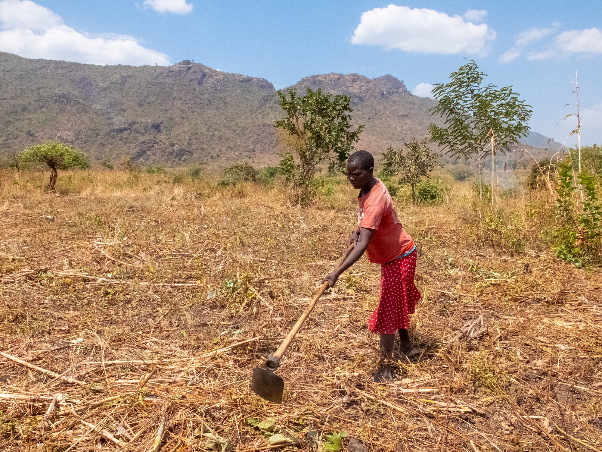 A woman hoes a field in Uganda