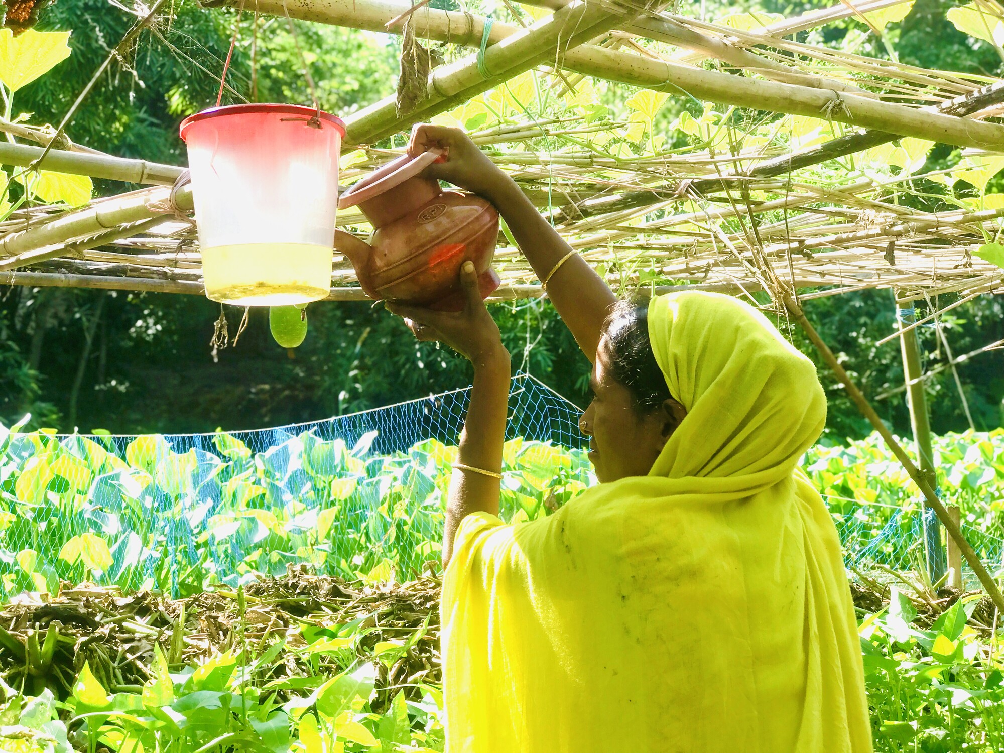 Josna Khatun changes the water of a pheromone trap at her floating garden.