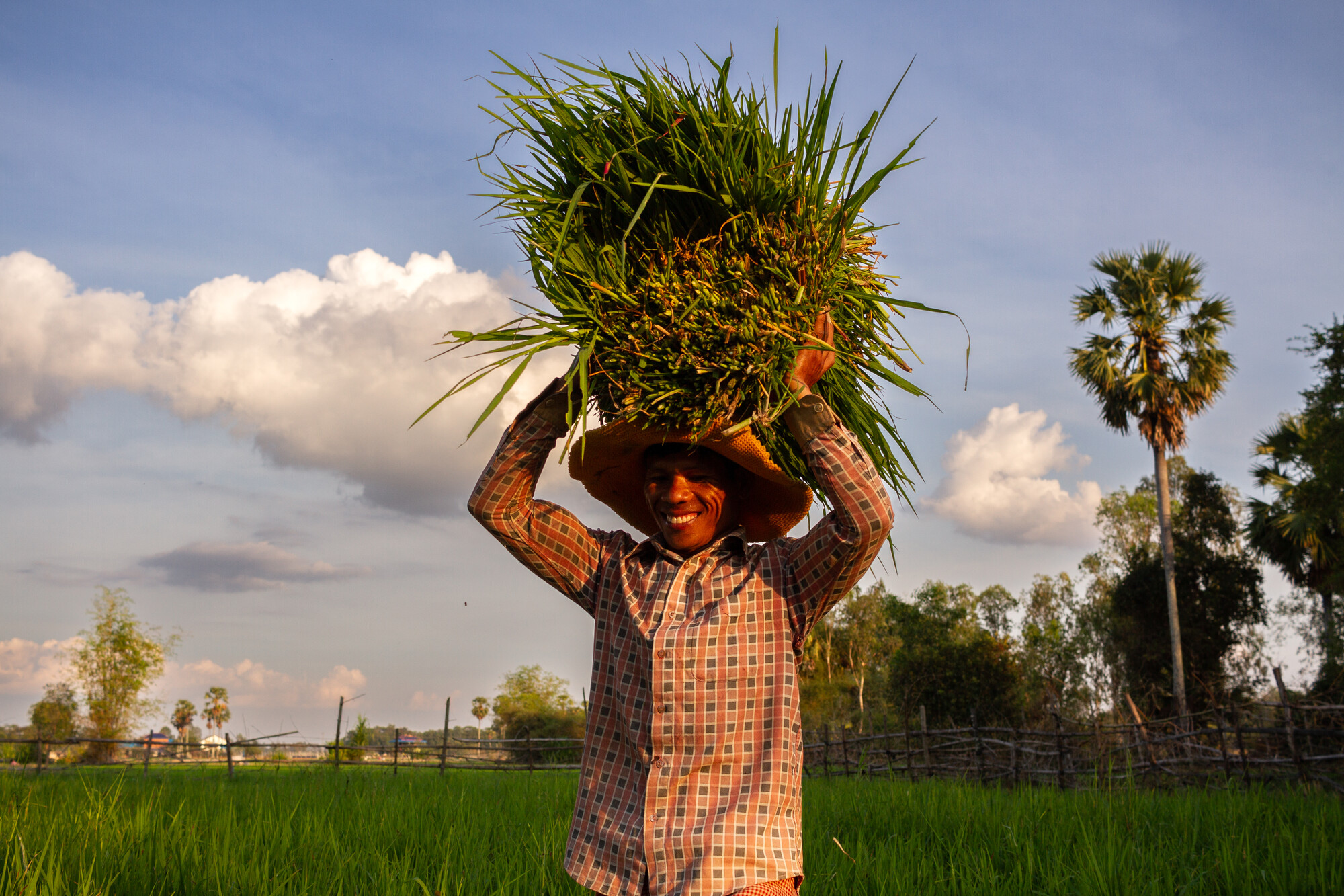 A man in Cambodia carrying a large bundle of grass on his head