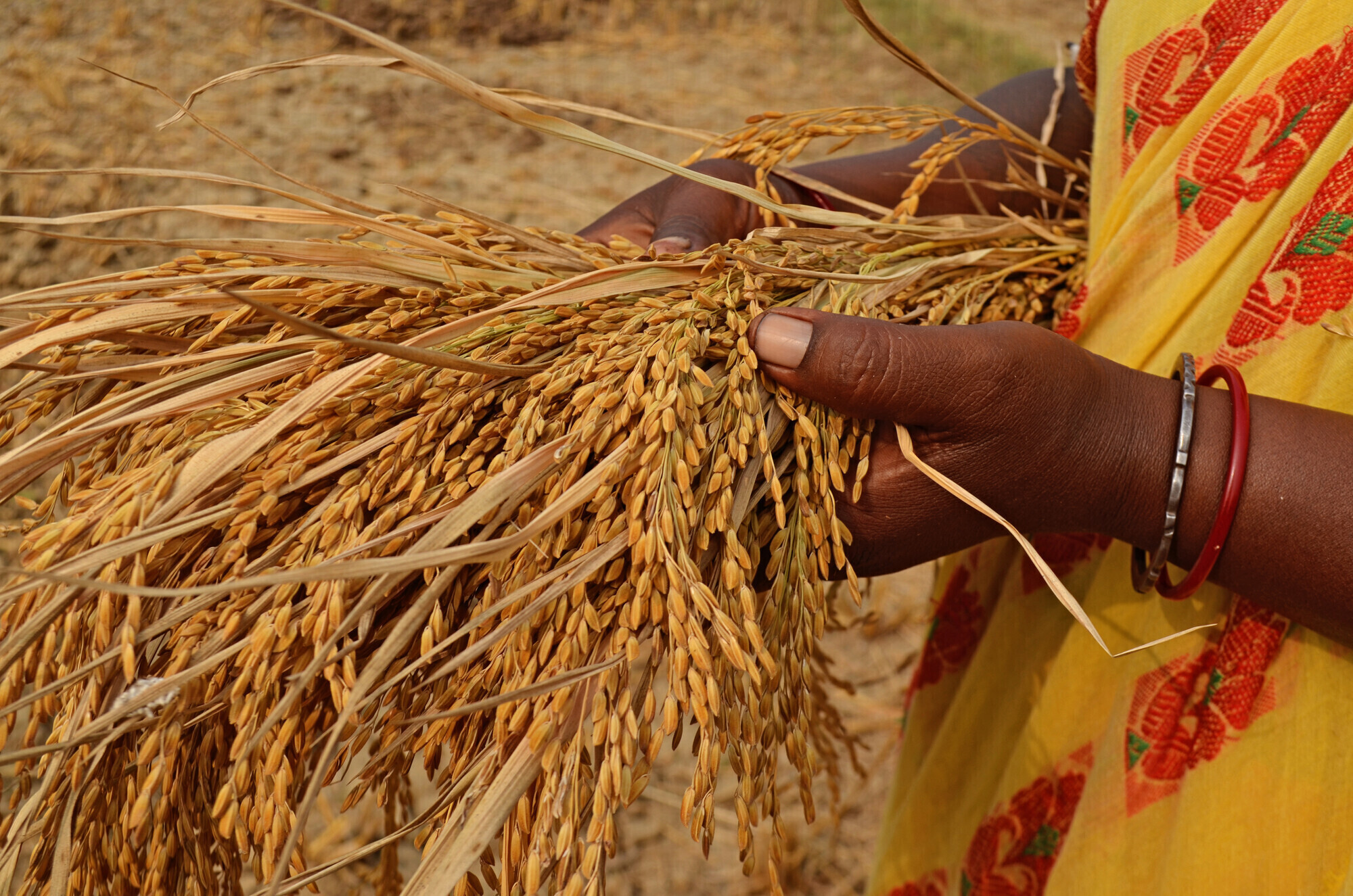 Hands holding grain stocks