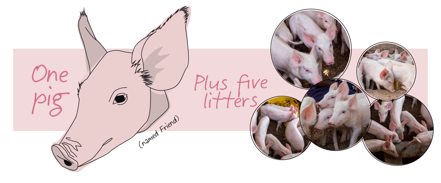 An illustration of a pig with text that says, "One pig plus five litters."