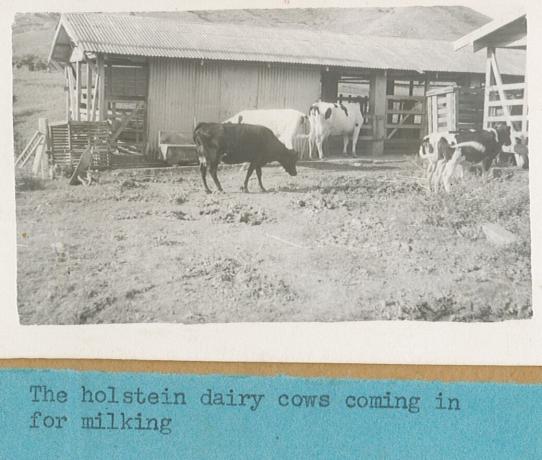 A black and white photo from the 1940s of cows near a farm building