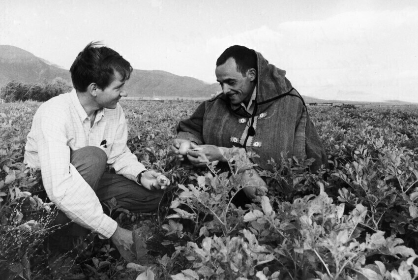 A black and white photo of two men sitting in a potato field