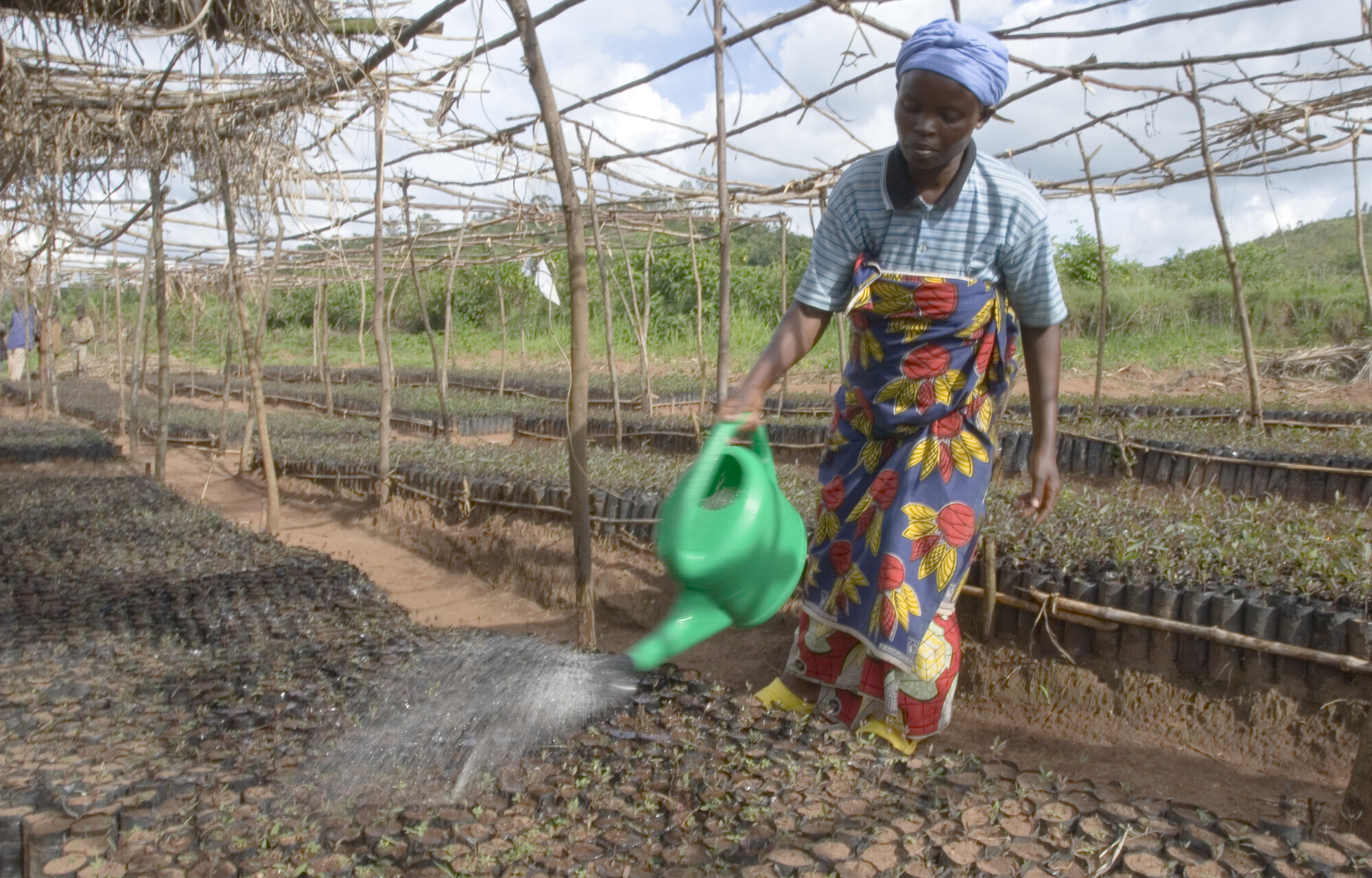 A Haitian woman waters seedlings in a nursery