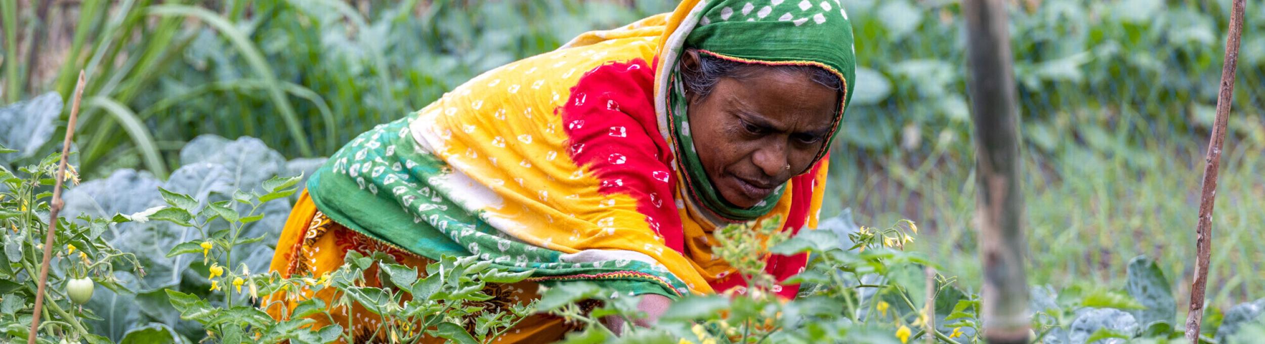 A Bangladeshi woman works in her garden