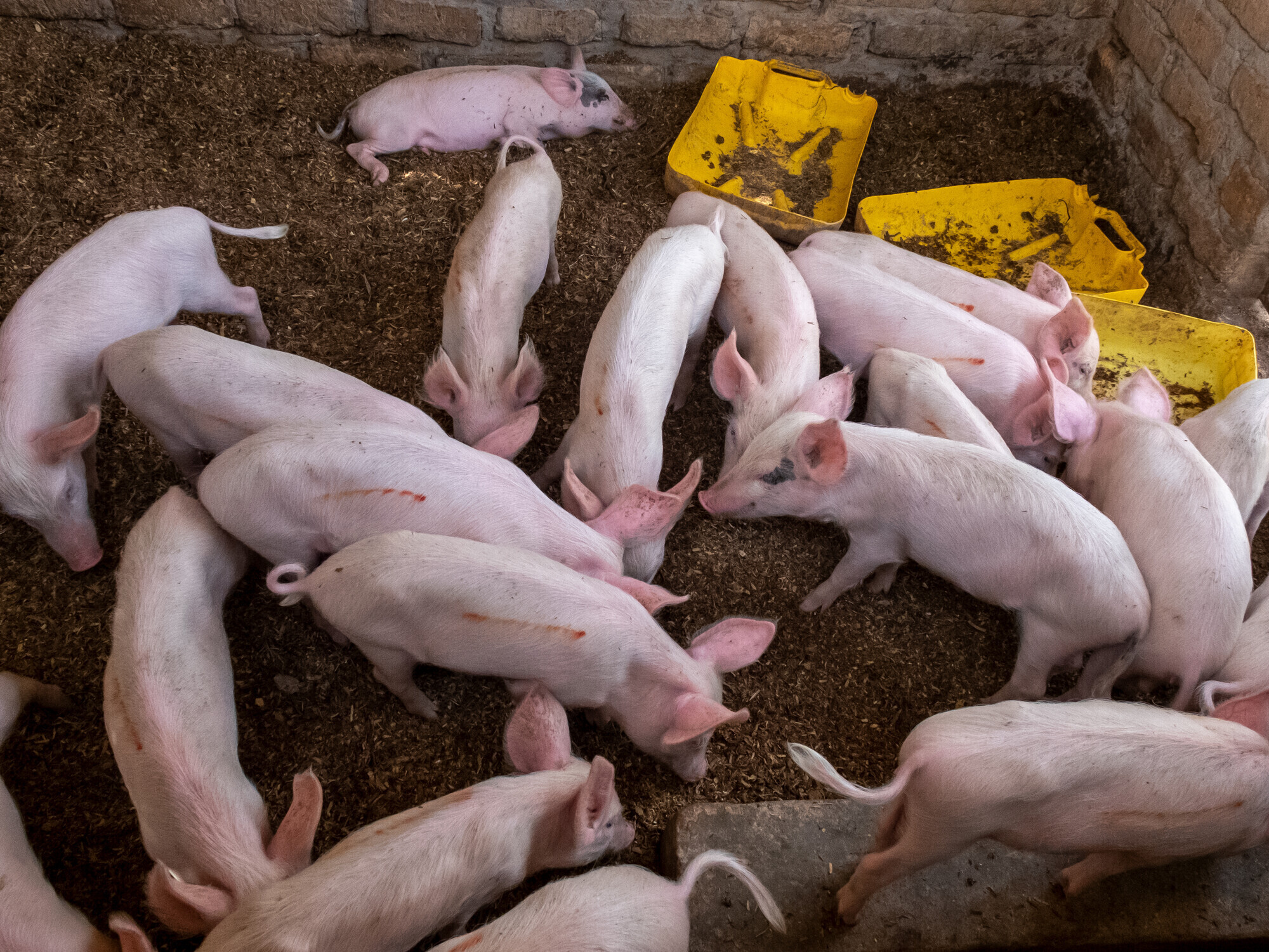 Pigs rooting around in a pig pen