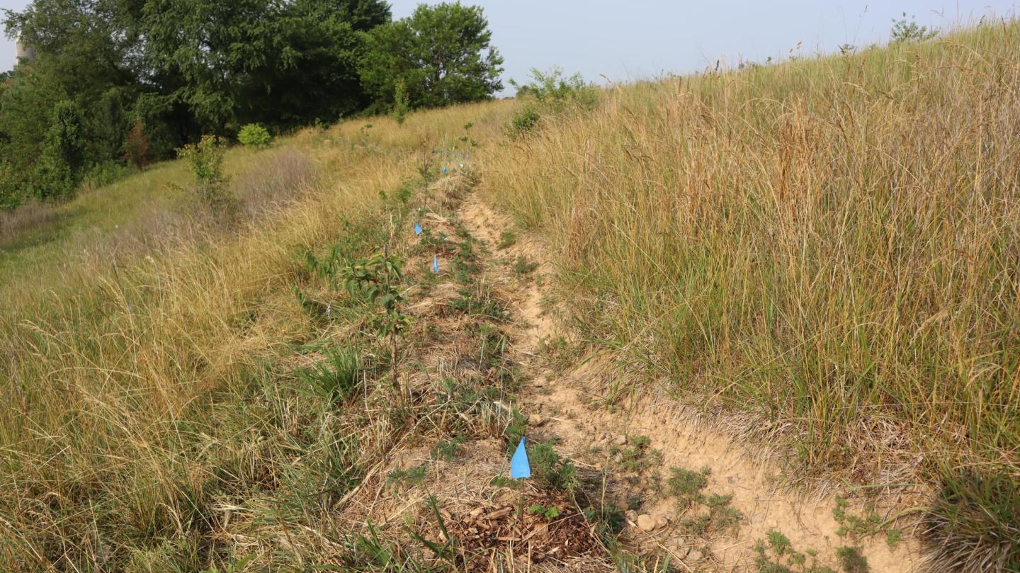 Small trees planted in a row on a hill side marked with blue flags
