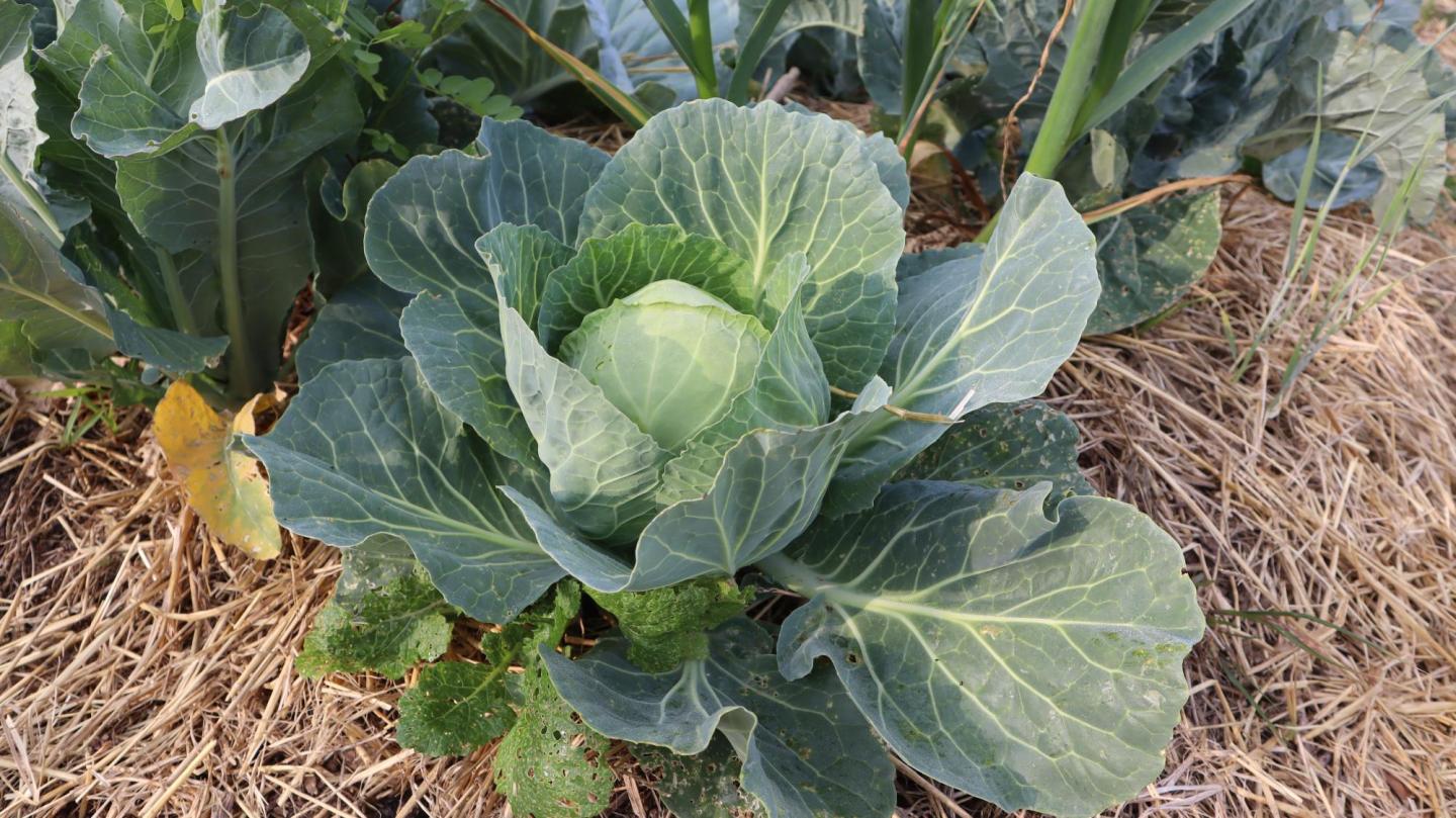 A large cabbage growing in a garden