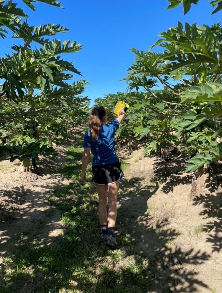 A young woman stands between fruit trees. Her back is to the camera and is she holding a yellow device up towards the trees