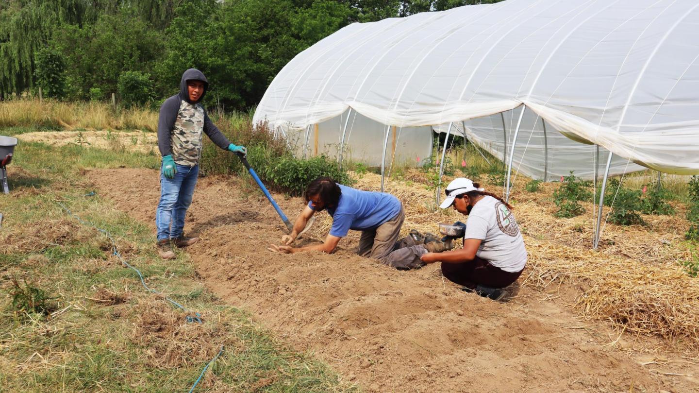 Three people plant beans on a farm