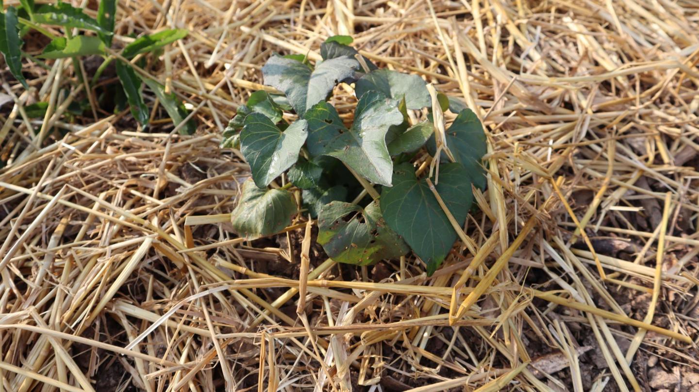 Sweet potato vines growing in a garden, surrounded by straw