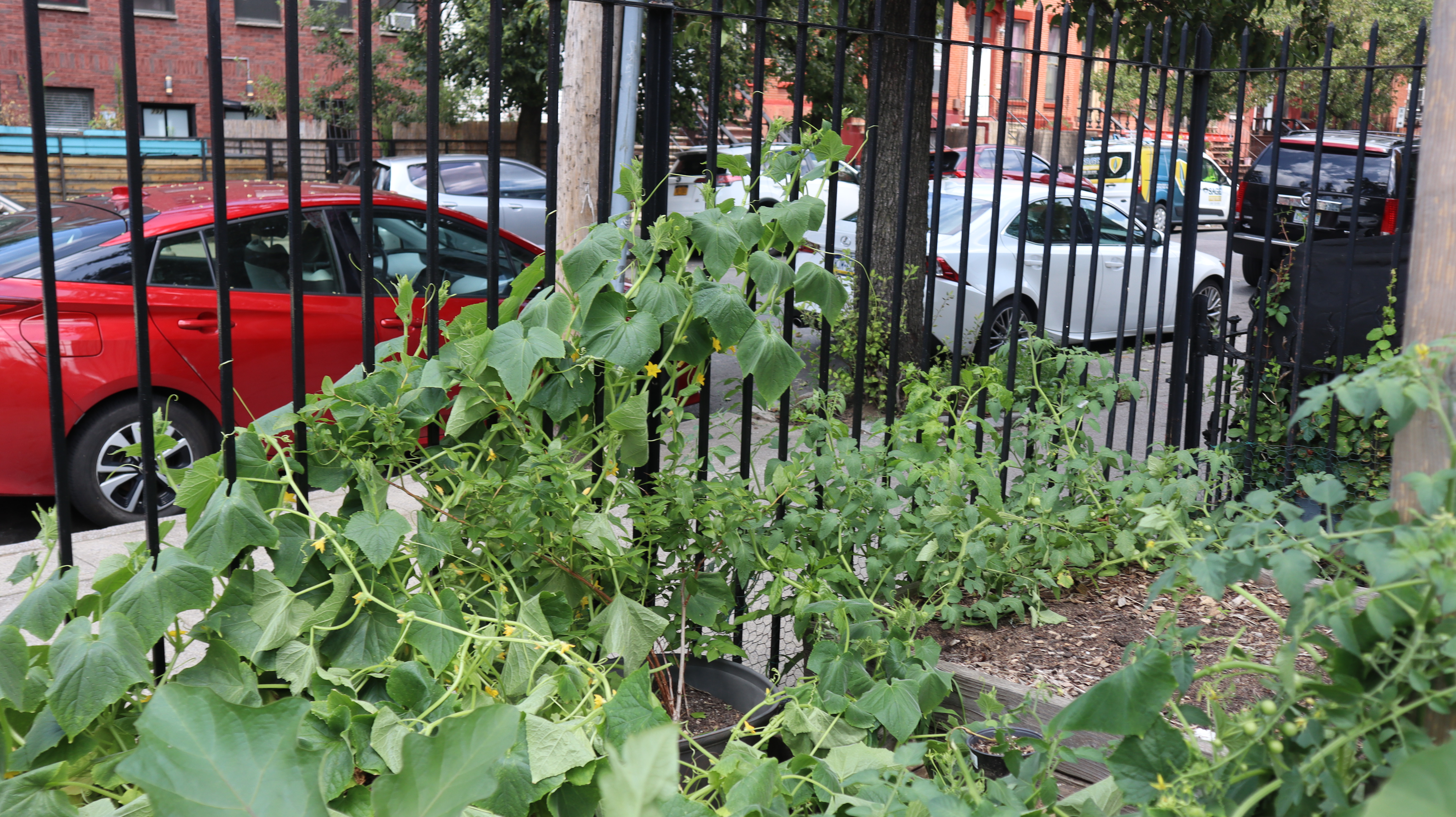 cucumber vines grow up a fence