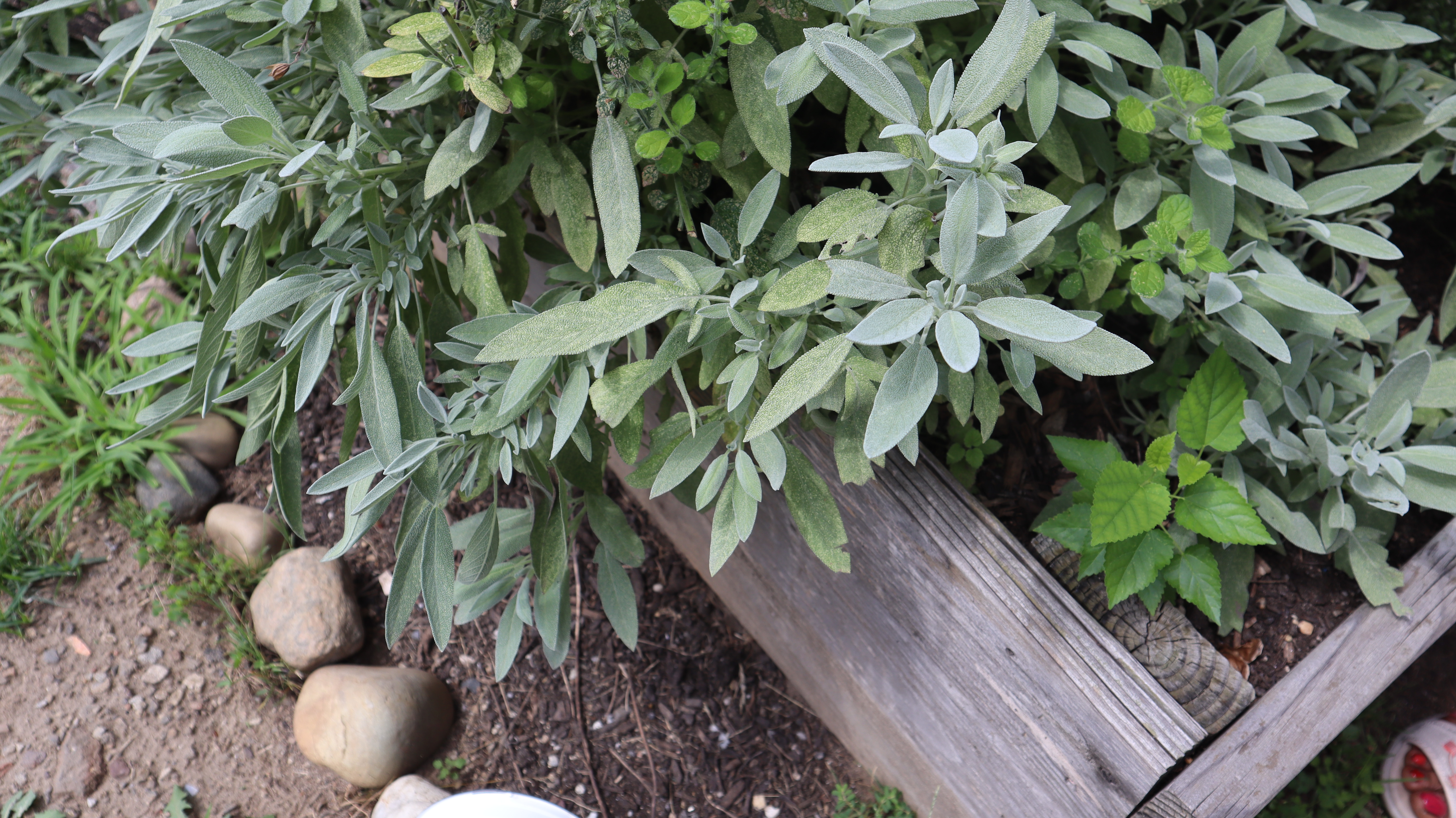 sage and other herbs grow in a raised bed