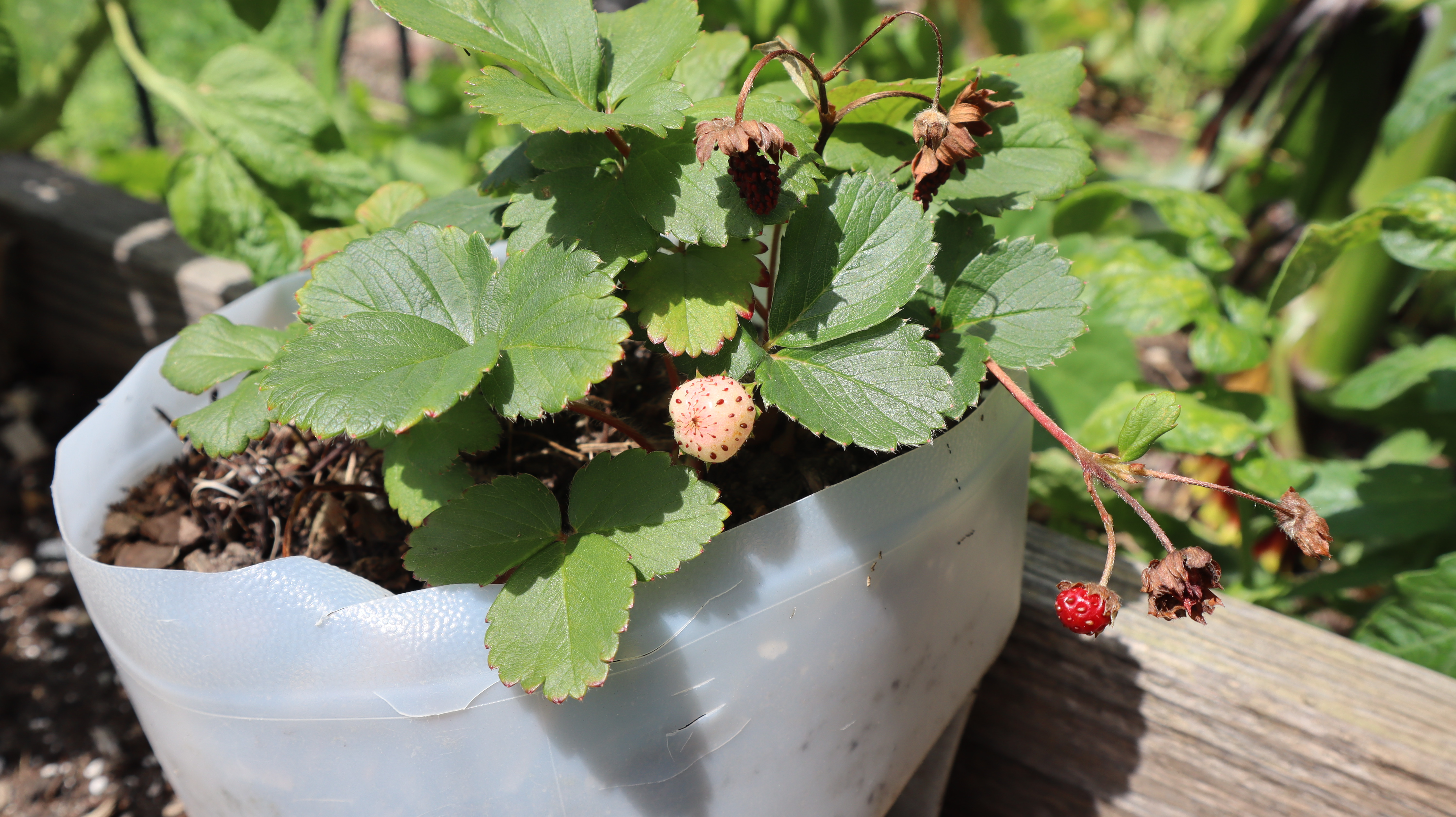 strawberries grow in a plastic container