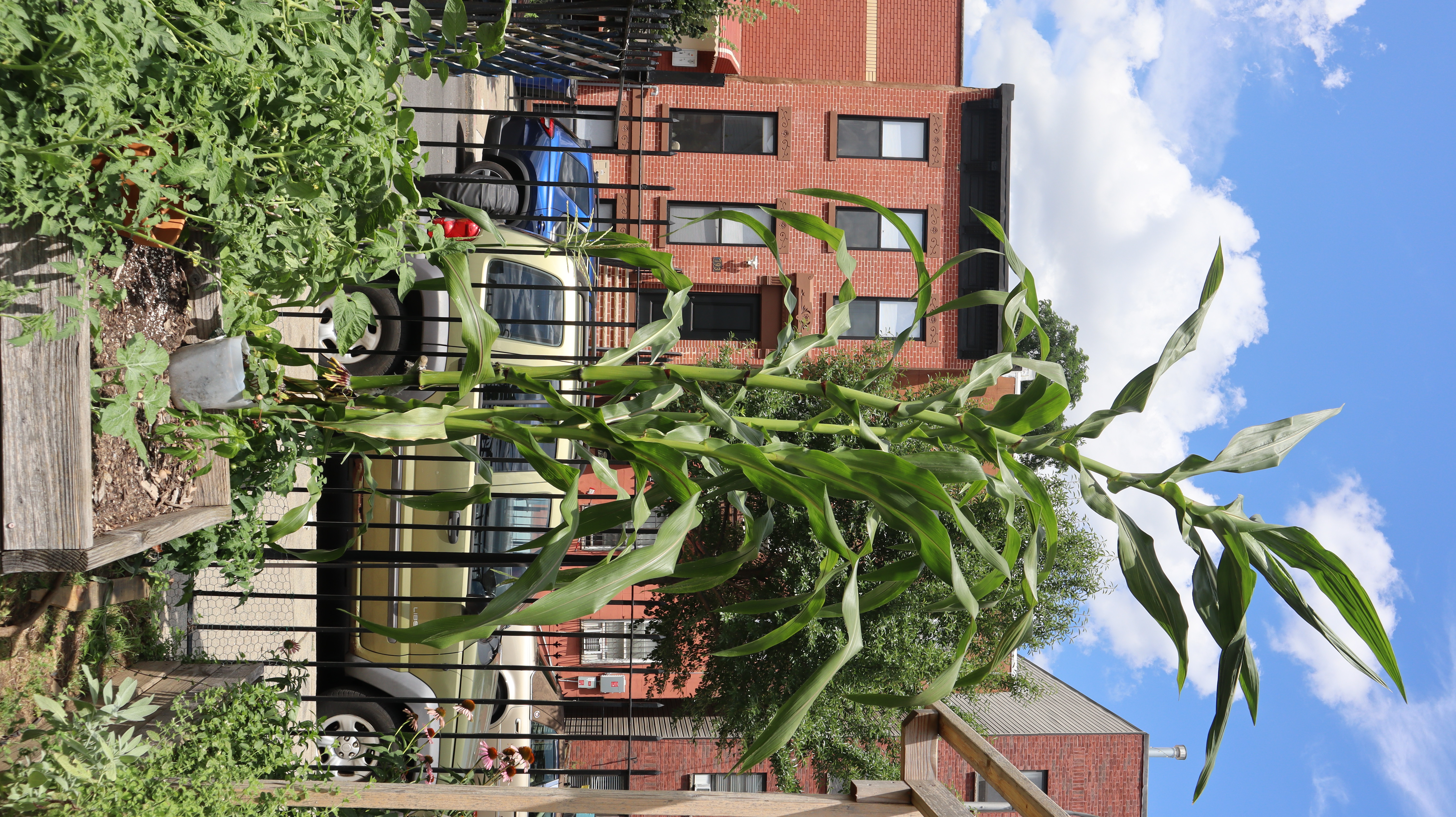 a tall corn plant grows in a raised bed