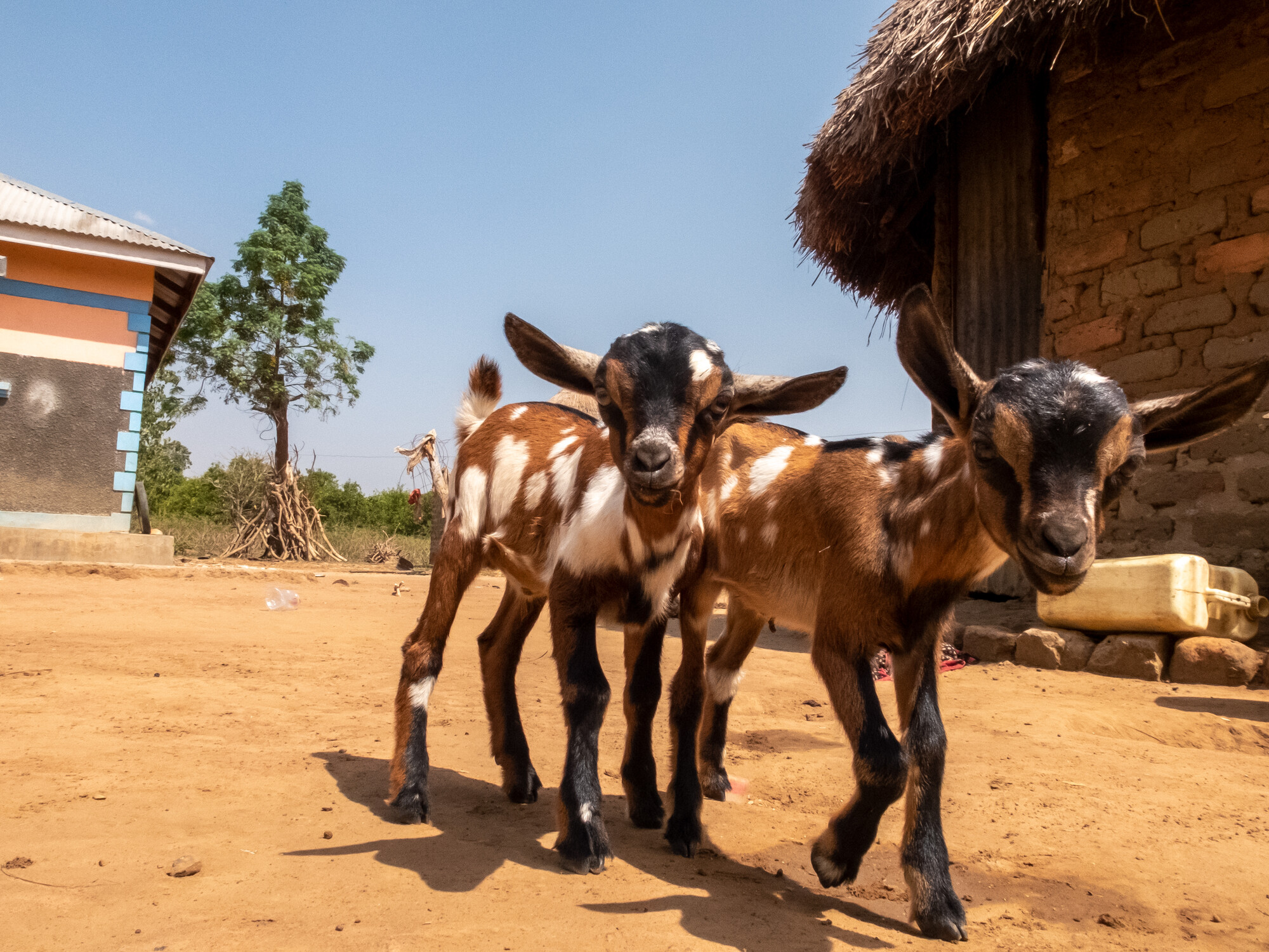 Two baby goats