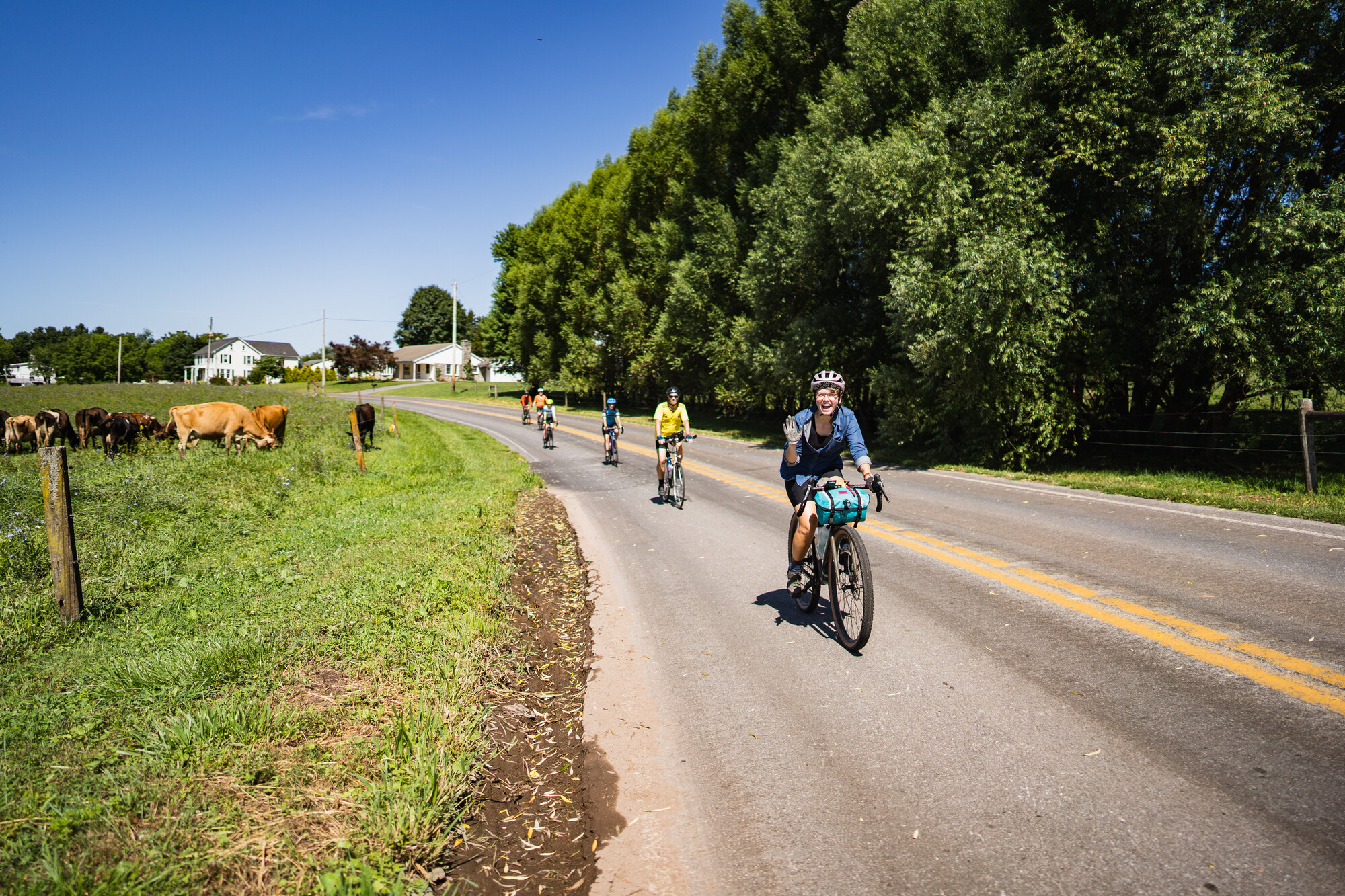 A group of cyclists biking down a country road beside a field of cows. The lead cyclist waves at the camera.