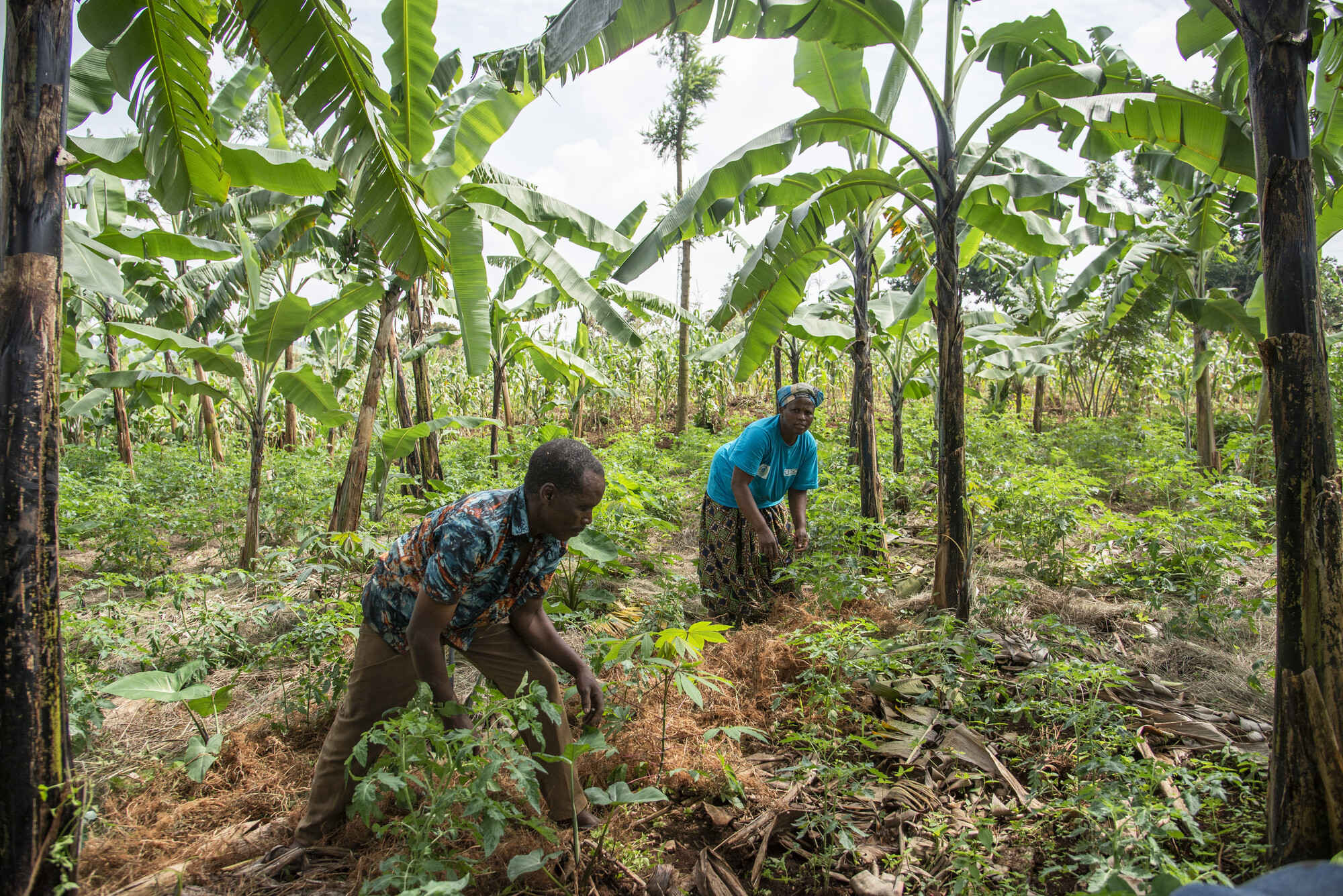 A man and woman harvesting crops in a field covered with lush trees