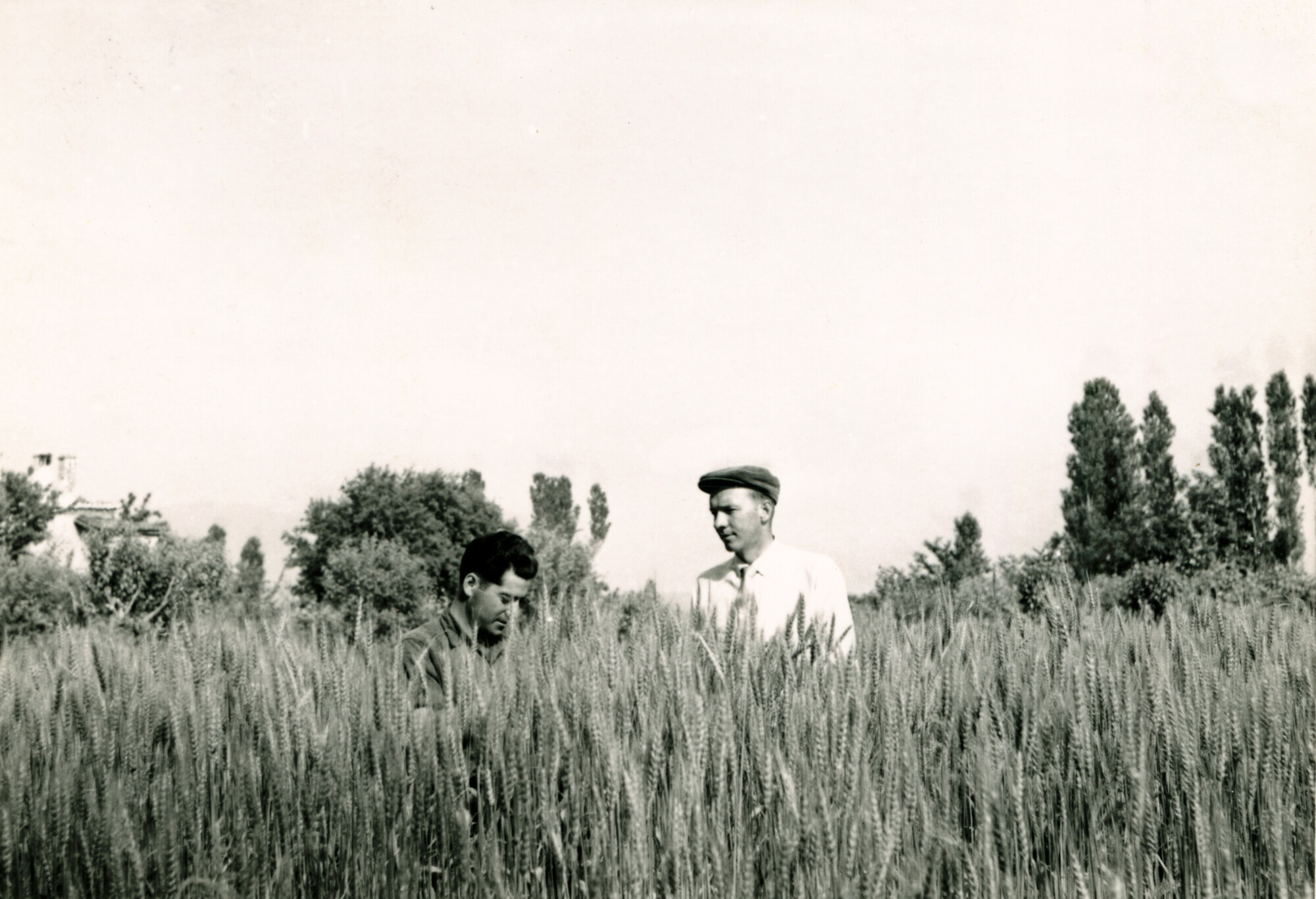 Omar Lapp and Dwight Moody Wiebe stand in a field of wheat at a field project experimant for fertilized wheat in Tsakones, Greece in 1959.