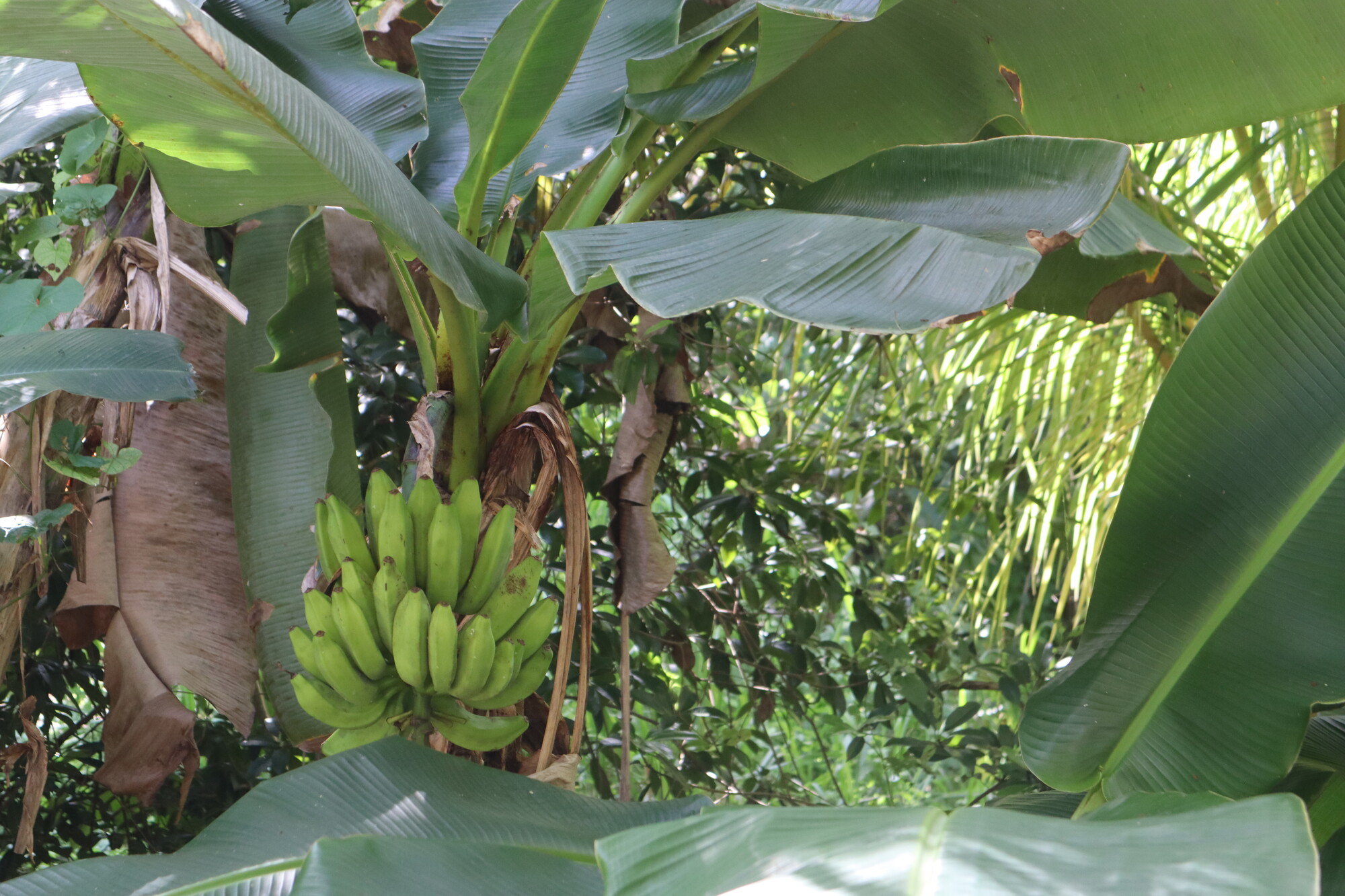 Bananas growing on a tree