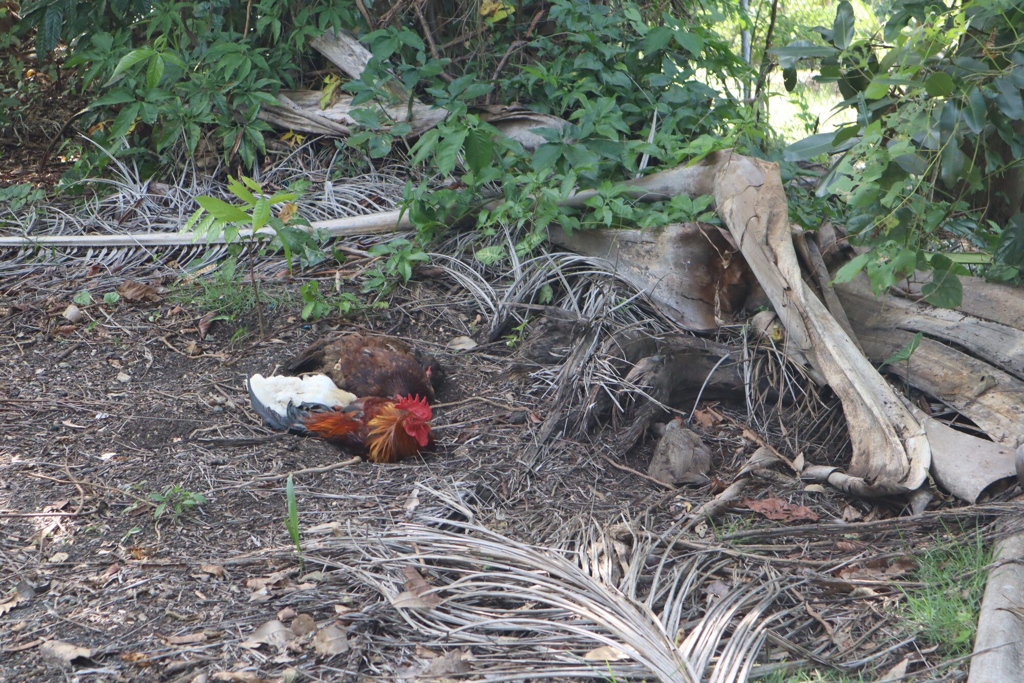 Chickens in a lush green forest
