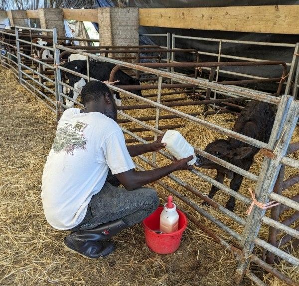 IVEP participant is crouched and feeding a baby calf with a bottle.