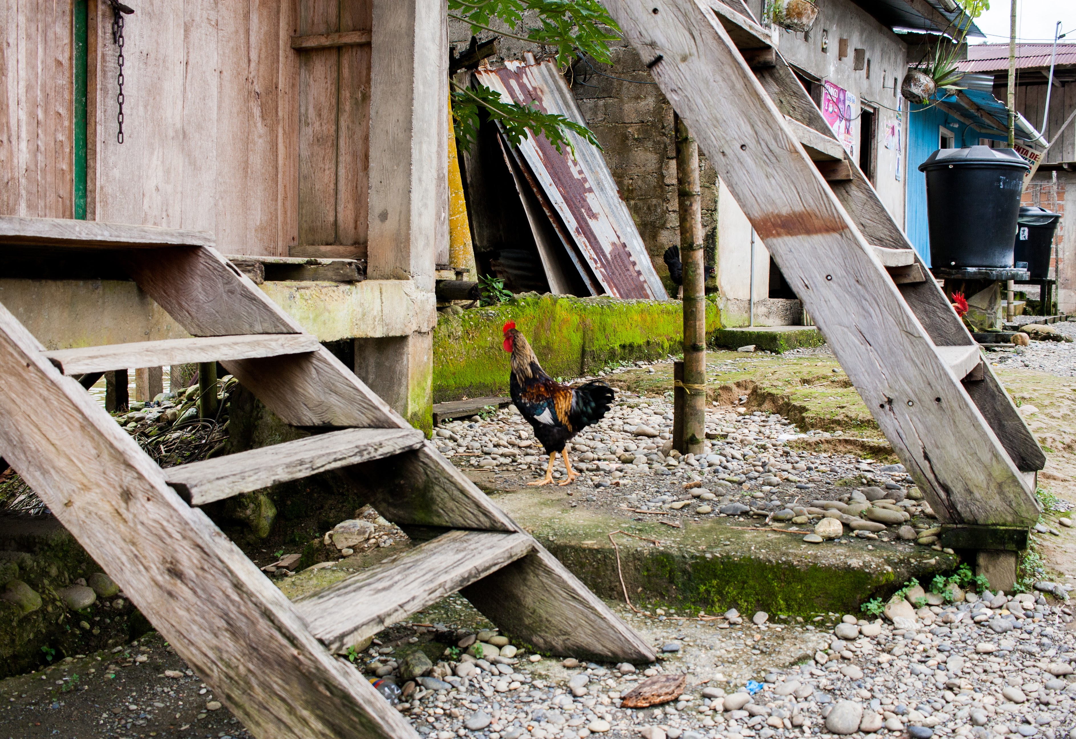 outside of wood house with chicken