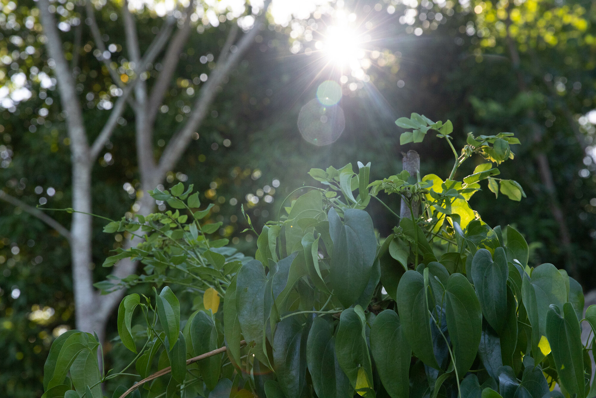 sunlight streaming through trees