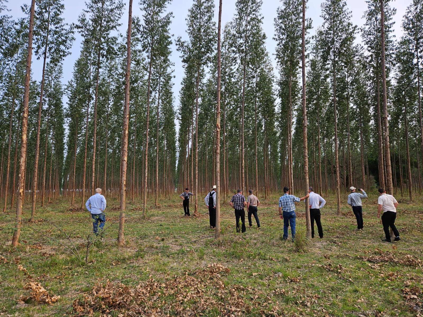 A group of people standing among rows of tall trees