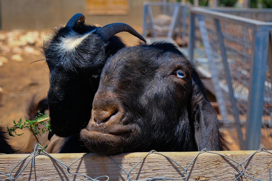 A pair of goats looking over a fence